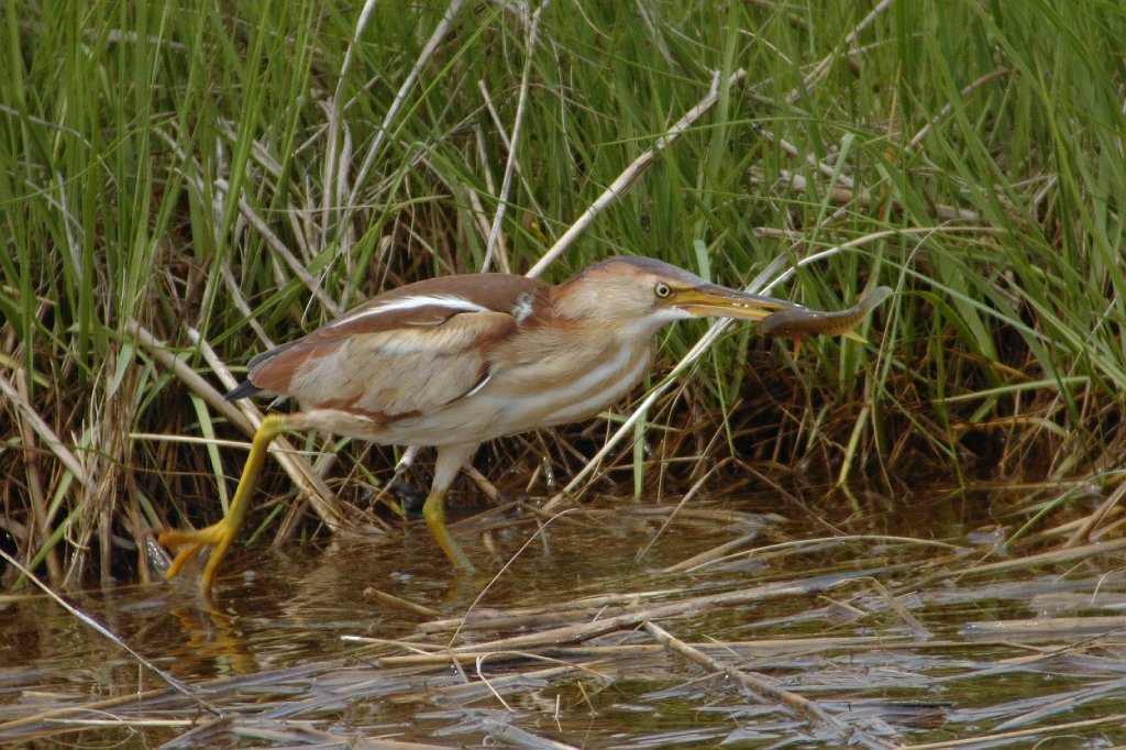 Bittern, Least, 2009-06029940b Parker River NWR, MA.JPG - Least Bittern. Parker River NWR, MA, 6-2-2009